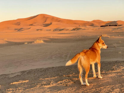 Guide to traveling with pets to Morocco